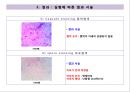 미생물학 및 실습 발표 보고서 (실험방법, 실험결과, 결과에 따른 분석 및 세균종류 추측, 세균의 특징 조사, 실험 종류 및 결과).pptx 7페이지