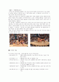 스모(相撲)와 유도(柔道)  10페이지