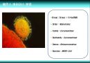메르스 바이러스 (MESR,SARS,코로나 바이러스,SARS-CoV,RNA 바이러스,메르스,사스) 8페이지