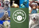 생명과학과 윤리학-동물의 권리-,동물의 권리가 침해된 사례 35페이지