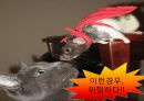 [AIDS] 에이즈의 원인, 감염경로, 증상, 검사, 치료, 예방방안 레포트 44페이지