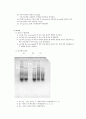 Purification of Plasmid DNA 7페이지