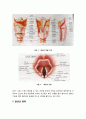 소리의 세계 - 사람의 음성이 만들어지는 원리와 음성의 종류 (말,후두의 기능,음성의 종류) 3페이지