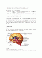 의학 - 신경계 구조와 기능, 진단검사에 관해 (신경계의 구성세포, 중추 신경계, 말초신경계, 진단검사) 2페이지