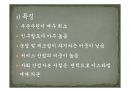 팔레스타인 Palestine  34페이지