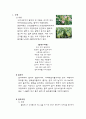 [한국문화사]  담배의 어원과 원산지 및 전래과정, 조선시대와 담배, 일제 시대의 담배(연초세), 궐련 2페이지