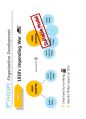 (영어,영문) Philips(필립스) vs Matsushita(마쓰시타; 마츠시타) Organizational Structure(조직 구조) 7페이지