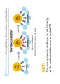 (영어,영문) Philips(필립스) vs Matsushita(마쓰시타; 마츠시타) Organizational Structure(조직 구조) 21페이지