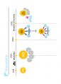 (영어,영문) Philips(필립스) vs Matsushita(마쓰시타; 마츠시타) Organizational Structure(조직 구조) 25페이지