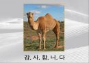 SILK ROAD_실크로드란,실크로드의  역사, 18페이지