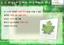 [관광축제론] 보성녹차 대축제에 대한 분석 17페이지