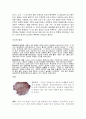 기후와 문명 6대 문명 정리 - 이집트 문명, 메소포타미아 문명, 인더스 문명, 황하 문명, 마야 문명, 그리스&로마 문명 21페이지