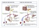 [스포츠의학, 운동처방관련학과] 당뇨병 (당뇨병 정의, 원인, 분류, 증상, 치료, 운동방법 등).pptx 30페이지