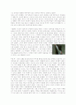 [한국근현대사] 보리밭을 흔드는 바람 (The Wind That Shakes The Barley), 아일랜드 독립 - 조국에게 희생되어버린 이들 2페이지