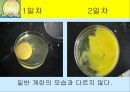 닭의 배 발생 과정.ppt 2페이지