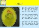 닭의 배 발생 과정.ppt 3페이지