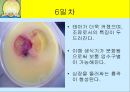 닭의 배 발생 과정.ppt 6페이지