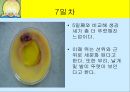 닭의 배 발생 과정.ppt 7페이지