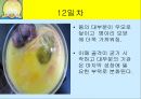 닭의 배 발생 과정.ppt 12페이지