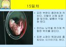 닭의 배 발생 과정.ppt 15페이지