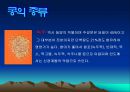 콩에대하여 식생활과문화특론, 유래, 영양, 가공,종류, 콩다이어트, 효능PPT, 파워포인트 발표,콩의 효능 8페이지