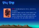 콩에대하여 식생활과문화특론, 유래, 영양, 가공,종류, 콩다이어트, 효능PPT, 파워포인트 발표,콩의 효능 10페이지
