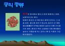 콩에대하여 식생활과문화특론, 유래, 영양, 가공,종류, 콩다이어트, 효능PPT, 파워포인트 발표,콩의 효능 17페이지
