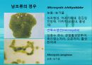 수질오염(하천오염, 용존산소, 부영양화, 해양오염, 유류오염, 지하수오염, 수질오염방지) PPT, 파워포인트 24페이지