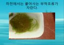 수질오염(하천오염, 용존산소, 부영양화, 해양오염, 유류오염, 지하수오염, 수질오염방지) PPT, 파워포인트 34페이지