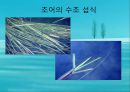 수질오염(하천오염, 용존산소, 부영양화, 해양오염, 유류오염, 지하수오염, 수질오염방지) PPT, 파워포인트 42페이지