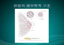 수유기영양(유방의발달과성숙, 수유생리수유기, 수유부영양, 수유부식생활관리, 모유수유, 수유자세, 유방관련문제) PPT, 파워포인트 15페이지
