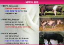 모돈의 사양관리와 실제(가축사양학, 돼지기르기, 양돈, 돼지의품종, 돼지의모든것, 양돈생산성)PPT, 파워포인트 4페이지