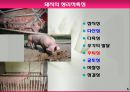 모돈의 사양관리와 실제(가축사양학, 돼지기르기, 양돈, 돼지의품종, 돼지의모든것, 양돈생산성)PPT, 파워포인트 6페이지