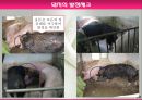 모돈의 사양관리와 실제(가축사양학, 돼지기르기, 양돈, 돼지의품종, 돼지의모든것, 양돈생산성)PPT, 파워포인트 30페이지