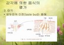 관능검사(감각기관을 이용한 음식평가) 파워포인트 PPT 4페이지