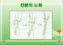 전분(포도당, 전분입자, 전분가열, 호화전분, 전분의겔화, 전분의노화, 스테일링, 전분의호정화) PPT, 파워포인트 27페이지