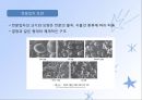 탄수화물(식품학, 탄수화물의분류, 당류의구조및특성, 단당류, 이당류, 다당류탄수화물) 파워포인트, 프레젠테이션 27페이지