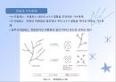 탄수화물(식품학, 탄수화물의분류, 당류의구조및특성, 단당류, 이당류, 다당류탄수화물) 파워포인트, 프레젠테이션 33페이지
