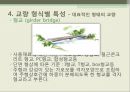 교량의 종류와 종류별 시공방법 - 교량의 이해, 교량의 구성, 교량의 종류, 교량 형식별 특성, 교량계획, 교량의 시공방법의 종류.pptx 14페이지