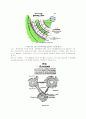 GARDEN CITY PLAN : 전원도시이론, IBA : 베를린 국제 건축전, Rond Point
 2페이지