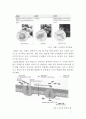 핵산(Nucleic acid)의 합성, 단백질(Protein)의 합성과 세포막을 통한 물질이동 7페이지