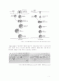 핵산(Nucleic acid)의 합성, 단백질(Protein)의 합성과 세포막을 통한 물질이동 9페이지