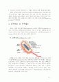 원핵 및 진핵세포의 유전적,구조적 차이점 3페이지
