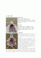 생물실험 쥐 해부 결과레포트 (쥐 해부비교 실험, 내부관찰, 외부관찰, 쥐의 각 기관들의 위치와 기능) 4페이지