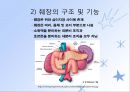 당뇨병(임상영양학, 당뇨병의정의, 당뇨병의진단, 당뇨병합병증, 당뇨병치료) PPT, 파워포인트 4페이지