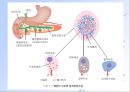 당뇨병(임상영양학, 당뇨병의정의, 당뇨병의진단, 당뇨병합병증, 당뇨병치료) PPT, 파워포인트 5페이지