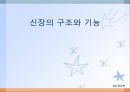 신장질환(임상영양학, 신장질환의진단, 신장질환의종류, 영양관리, 투석, 신장이식) PPT, 파워포인트 2페이지