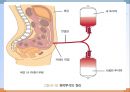 신장질환(임상영양학, 신장질환의진단, 신장질환의종류, 영양관리, 투석, 신장이식) PPT, 파워포인트 40페이지