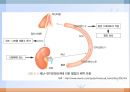 심혈관계 질환(임상영양학, 심장의구조, 고혈압, 이상지혈증, 동맥경화증, 심장질환, 뇌졸증) PPT, 파워포인트 8페이지