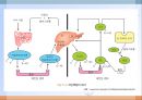 심혈관계 질환(임상영양학, 심장의구조, 고혈압, 이상지혈증, 동맥경화증, 심장질환, 뇌졸증) PPT, 파워포인트 30페이지
